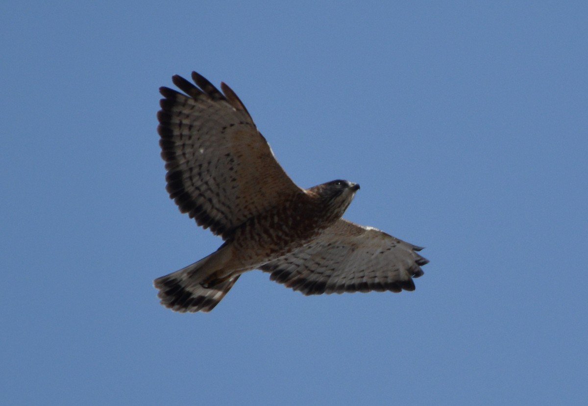 Broad-winged Hawk - ML97861471