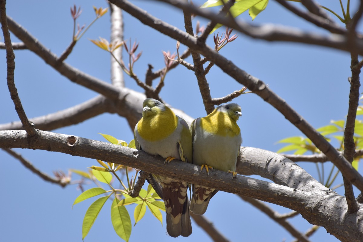 Yellow-footed Green-Pigeon - Vikas Sharma