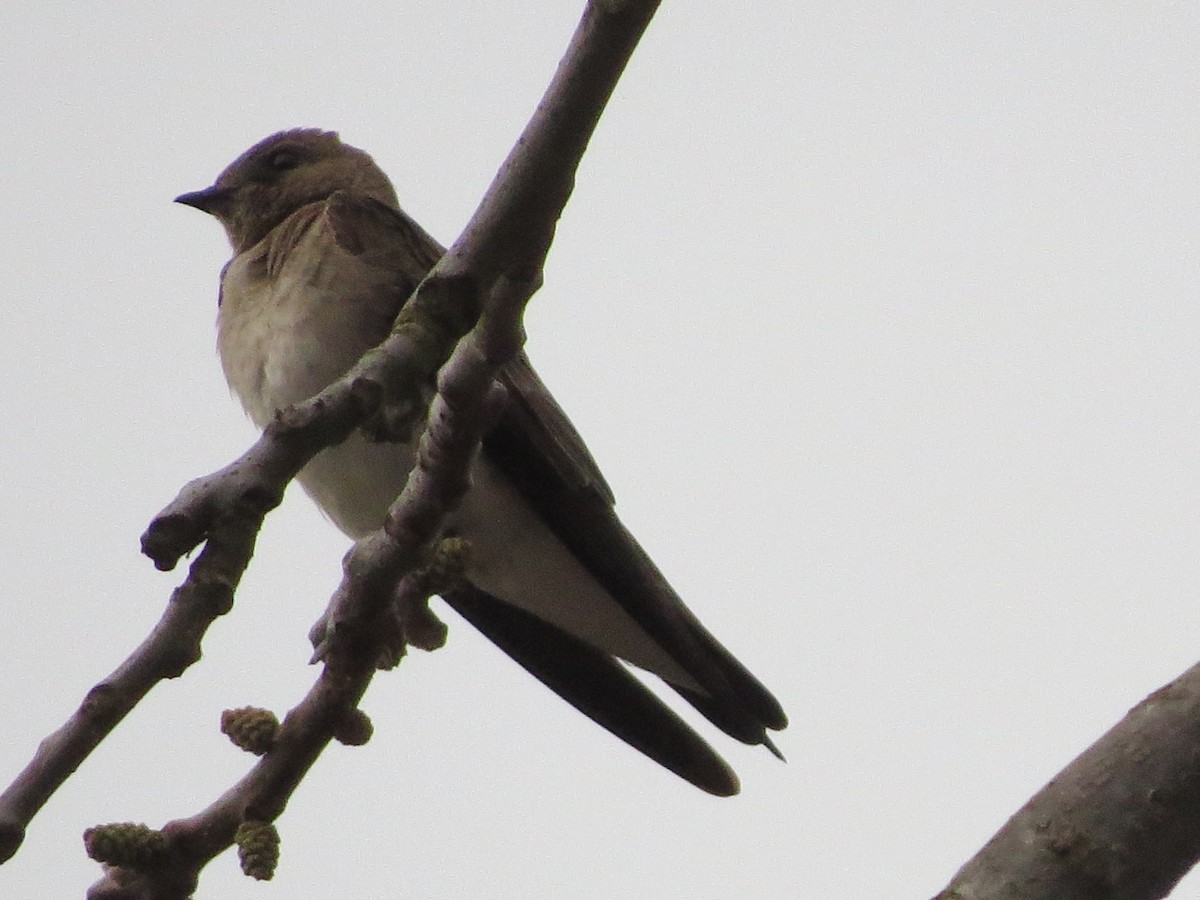 Northern Rough-winged Swallow - Mayte Torres