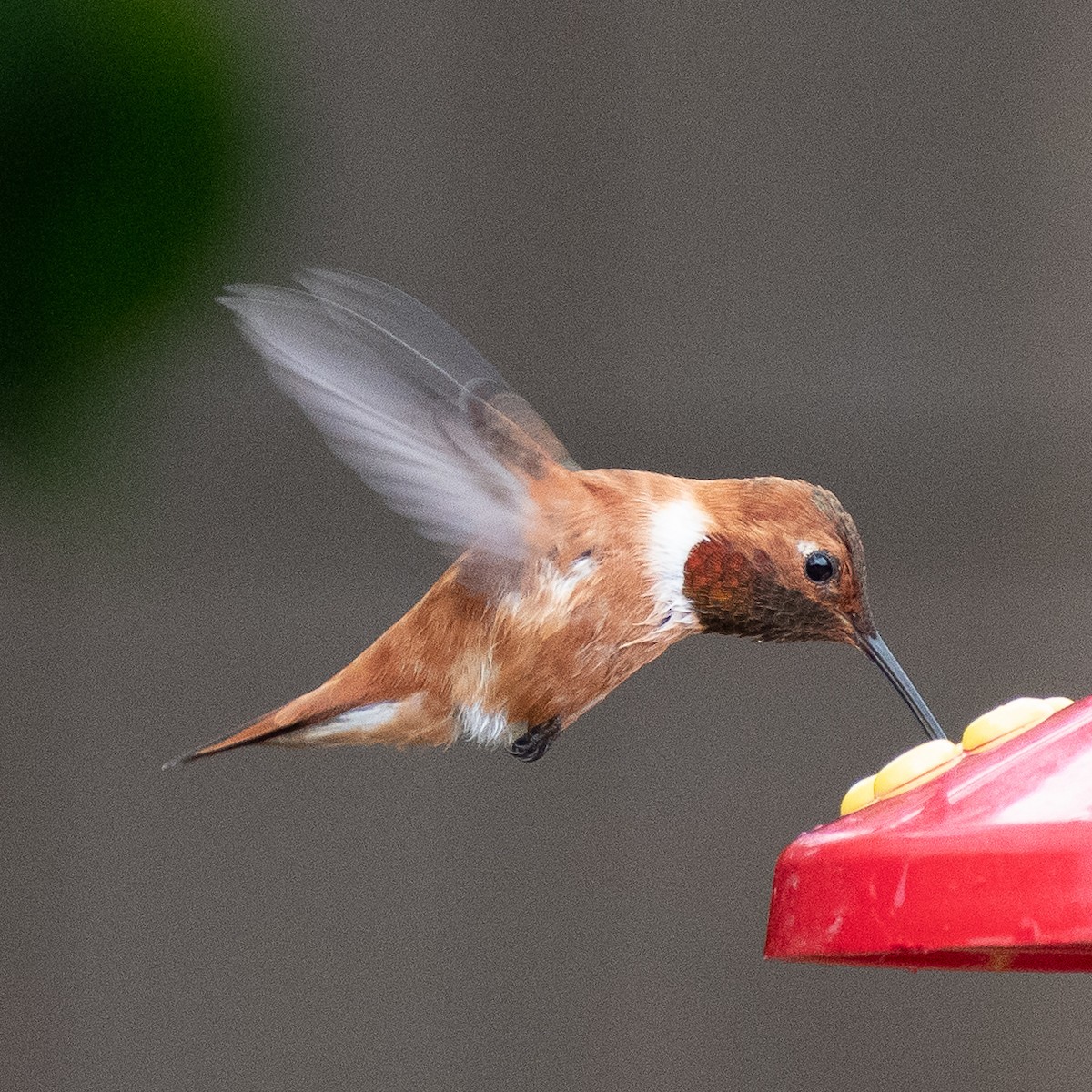 Rufous Hummingbird - Lynda Elkin