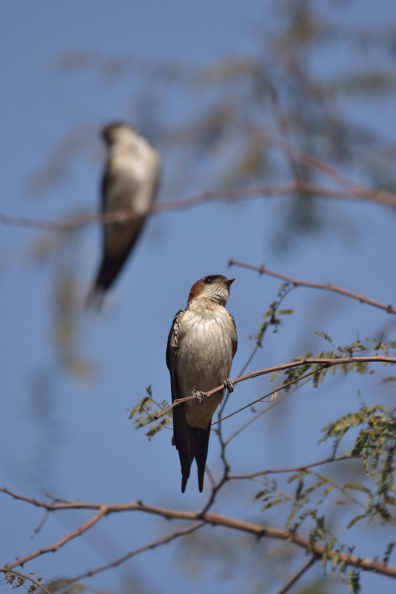 Red-rumped Swallow - ML97866981