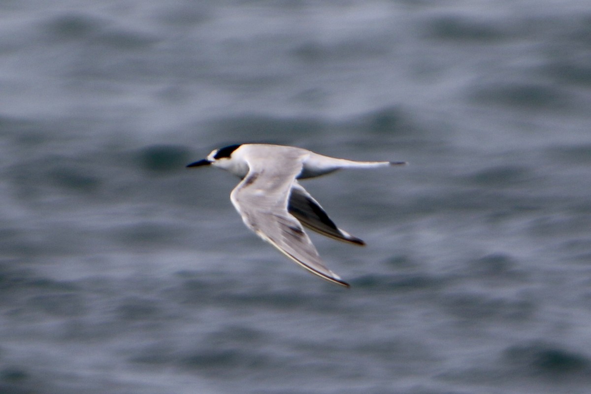 Common Tern - Bobby Wilcox