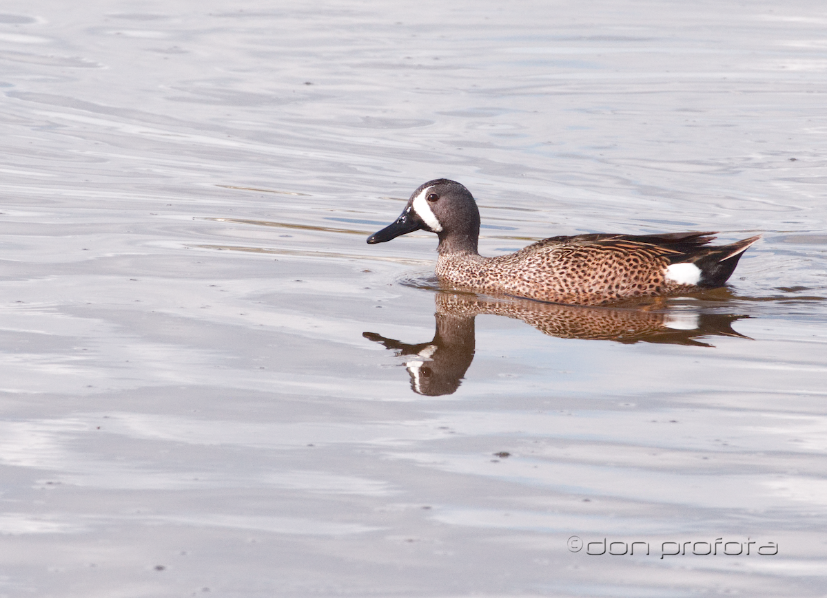 Blue-winged Teal - ML97868301