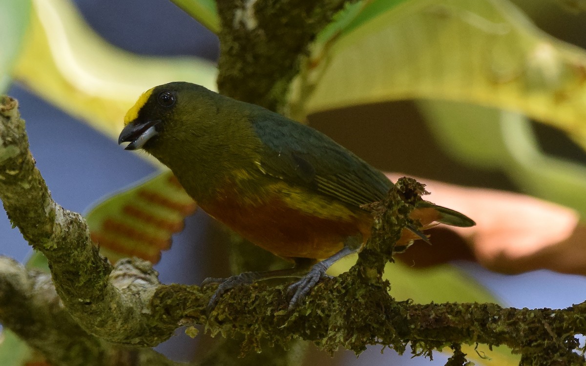 Olive-backed Euphonia - A Emmerson