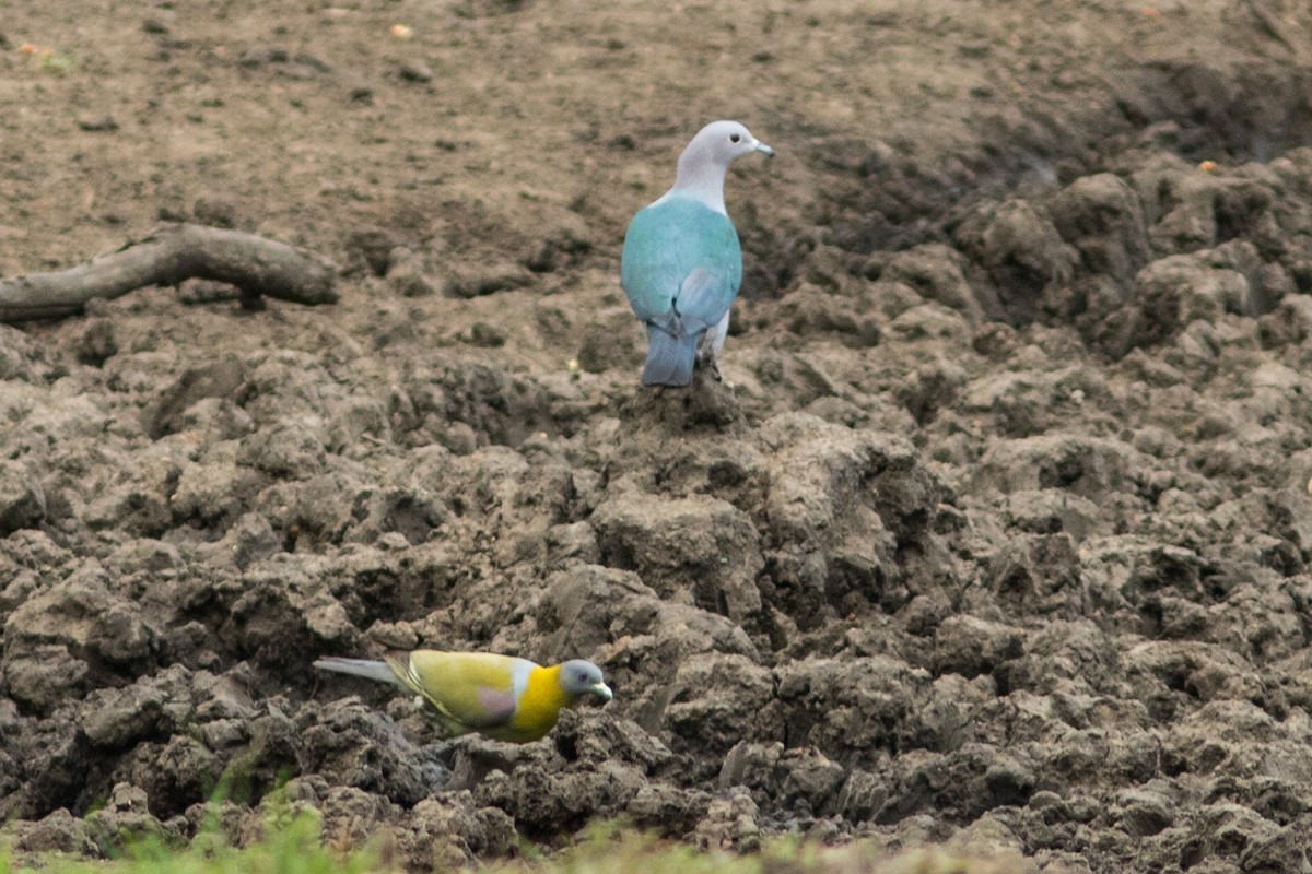Yellow-footed Green-Pigeon - Nesrudheen PP