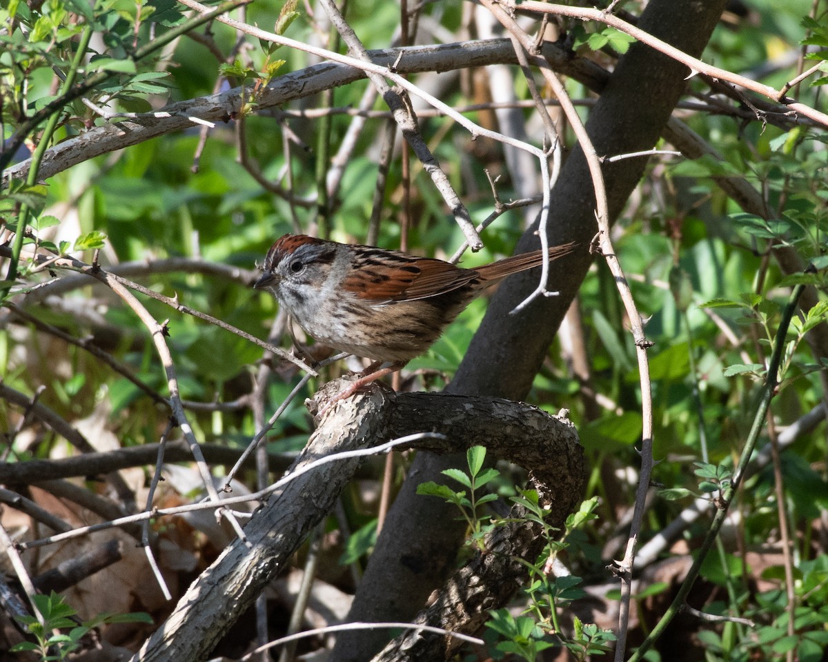 Swamp Sparrow - ML97871061