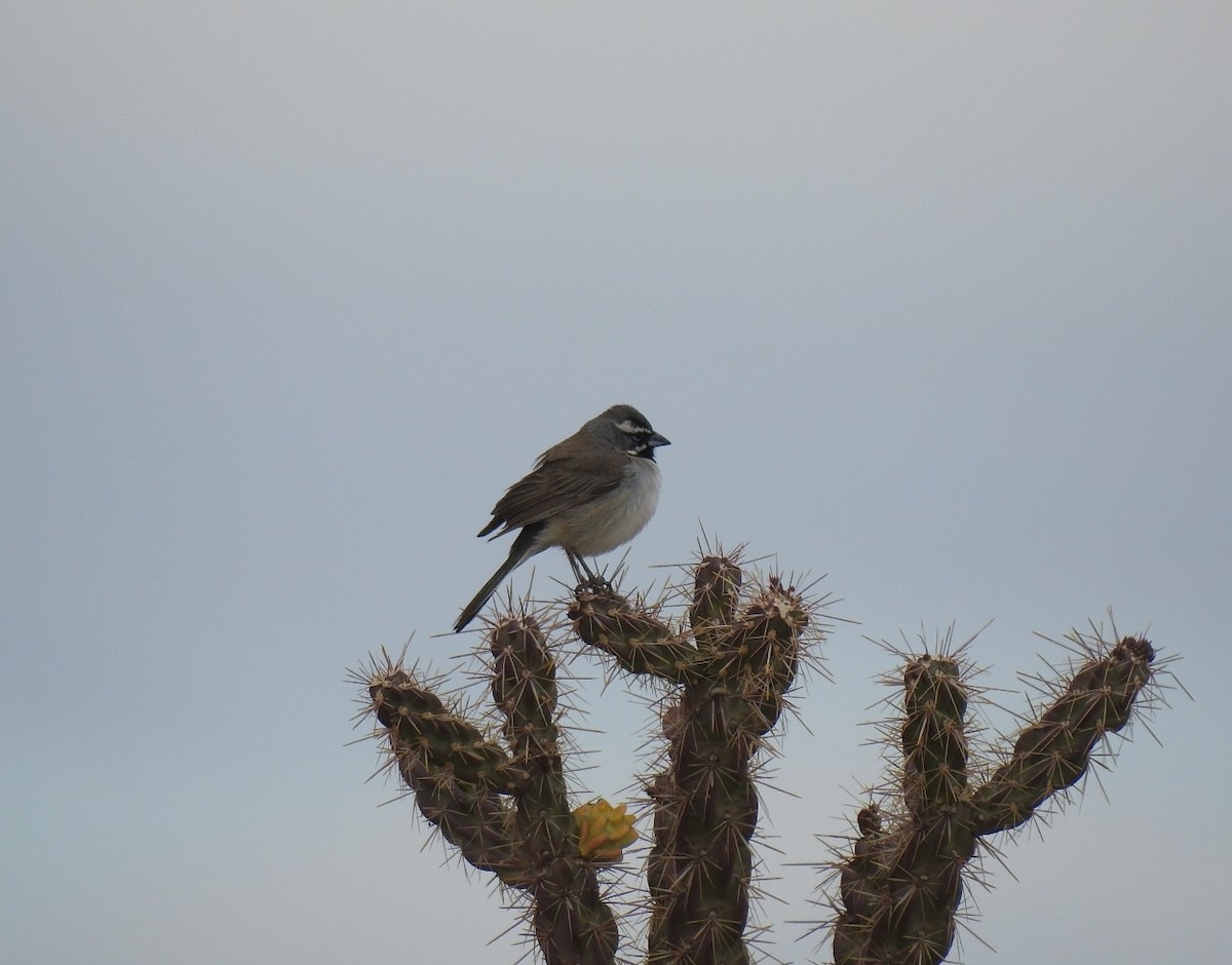 Black-throated Sparrow - ML97871451