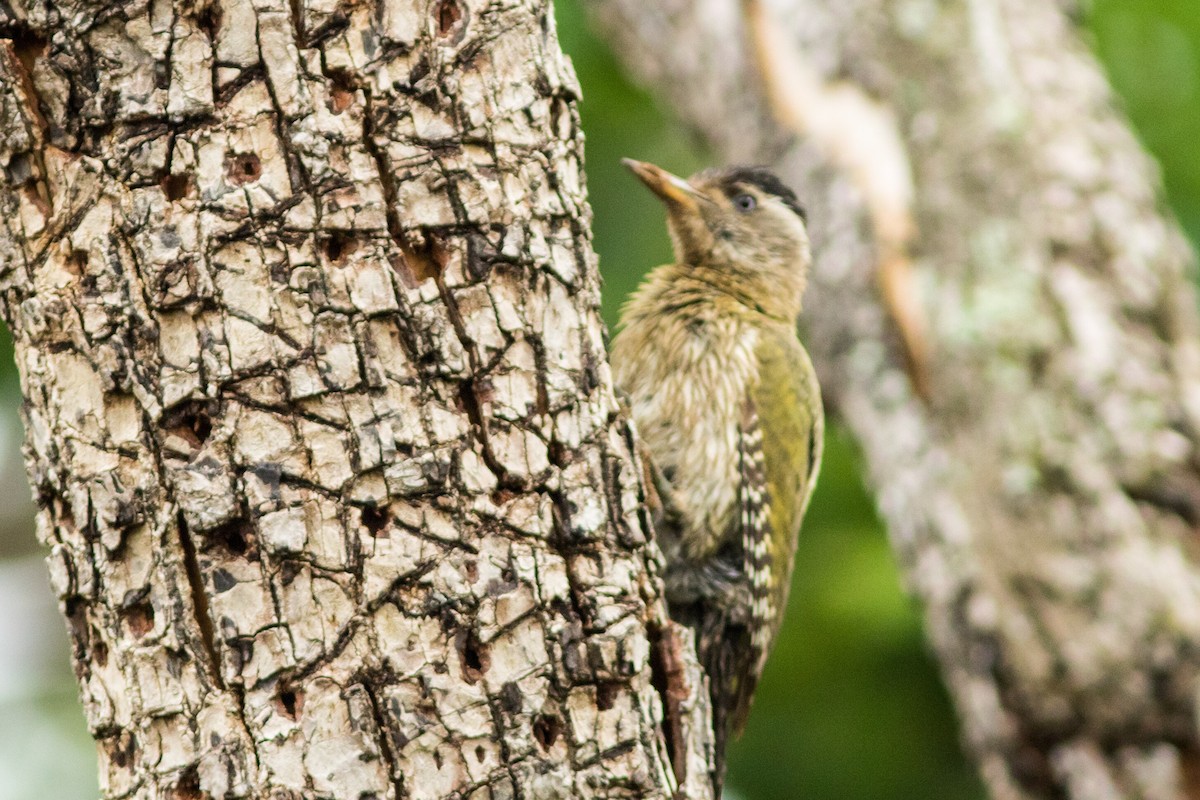 Streak-throated Woodpecker - Nesrudheen PP