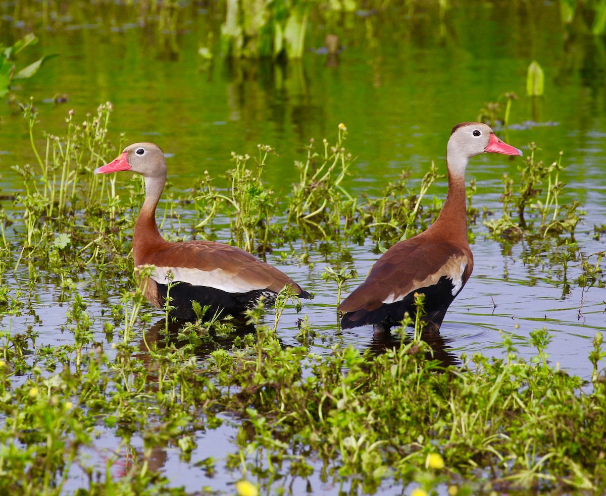 Black-bellied Whistling-Duck - Victor Stoll