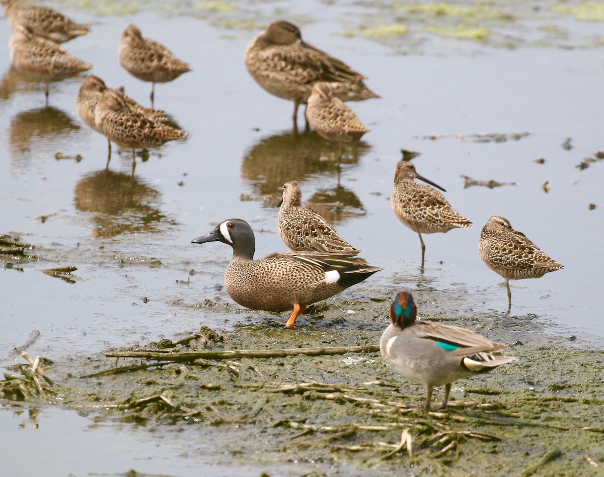 Blue-winged Teal - ML97874131