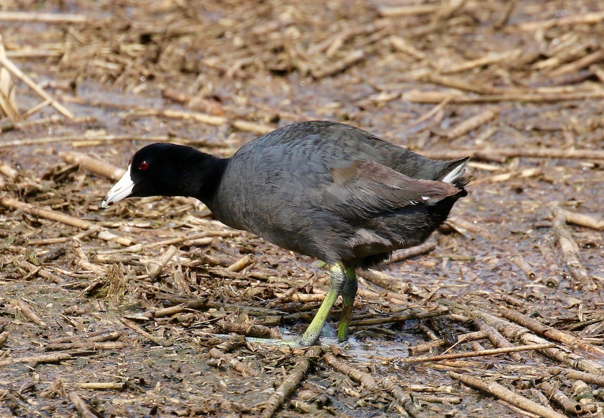 American Coot - Victor Stoll