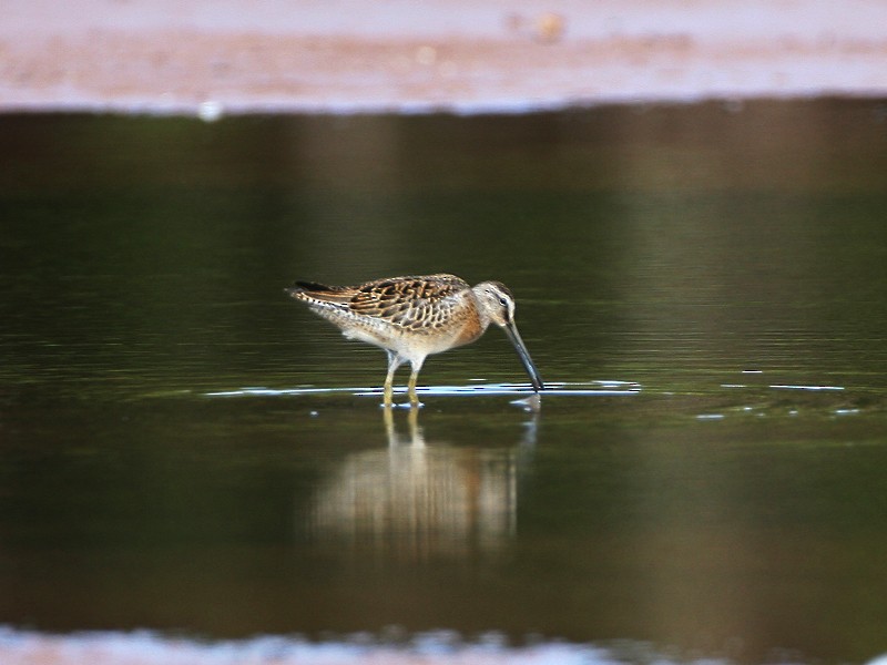 Short-billed Dowitcher - Michael Walther
