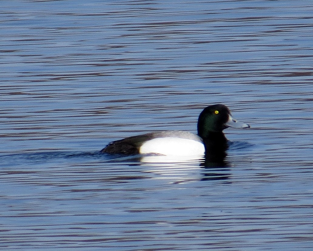 Greater Scaup - Pam Campbell