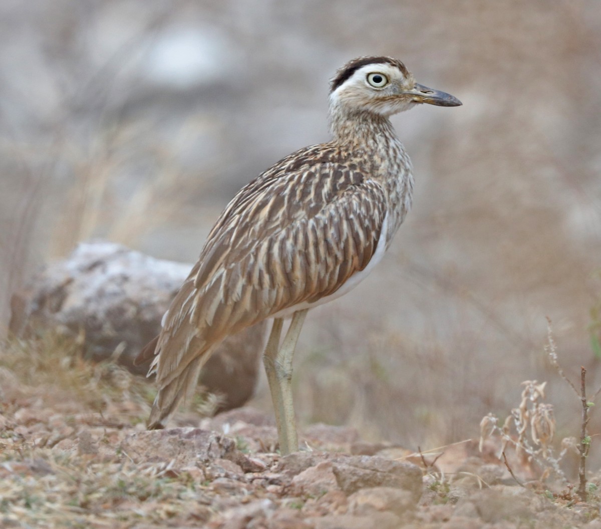 Double-striped Thick-knee - ML97876041
