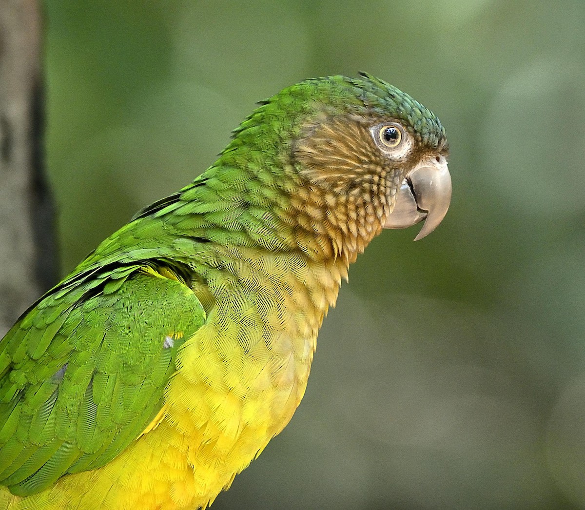 Brown-throated Parakeet - John Jairo Betancur Salinas