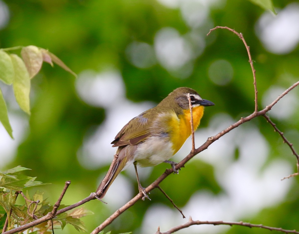 Yellow-breasted Chat - ML97876331