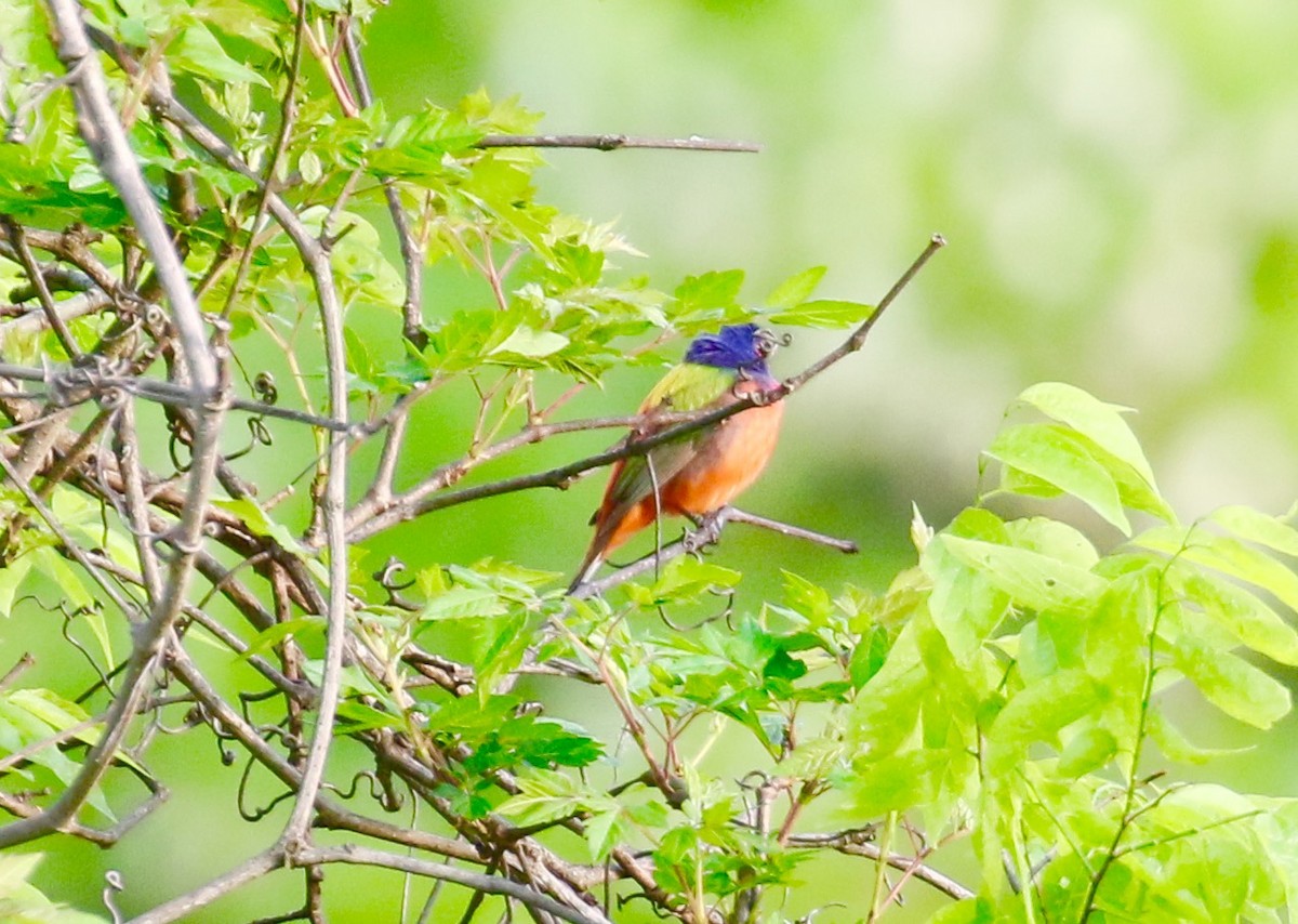 Painted Bunting - ML97876711