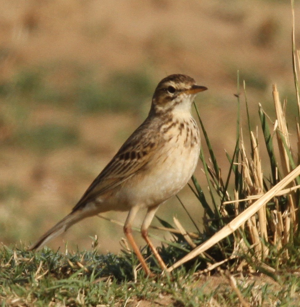 African Pipit - Connie Lintz