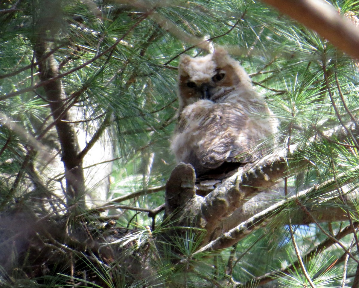 Great Horned Owl - ML97878191