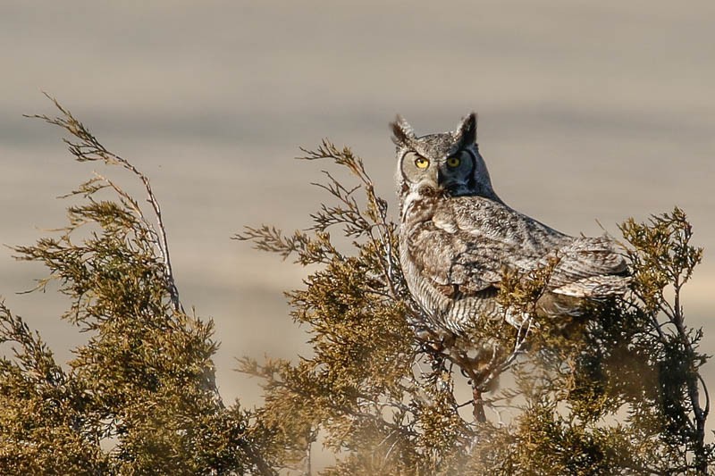 Great Horned Owl - ML97880371