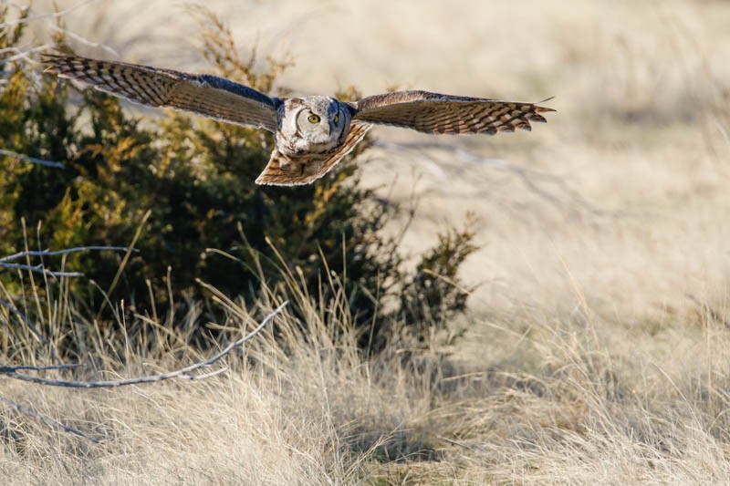 Great Horned Owl - Dan Ellison