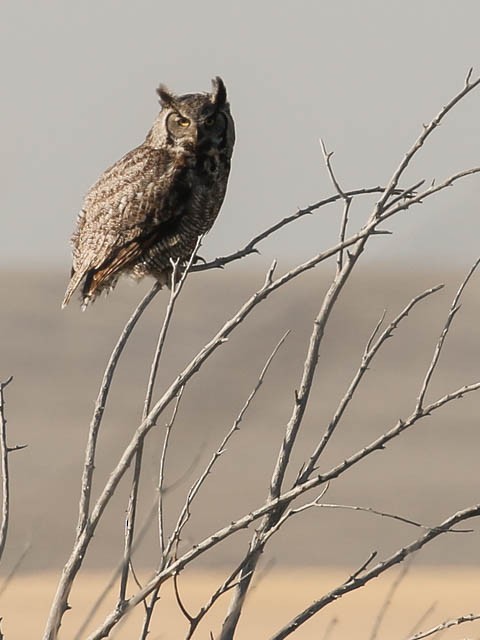 Great Horned Owl - ML97880411