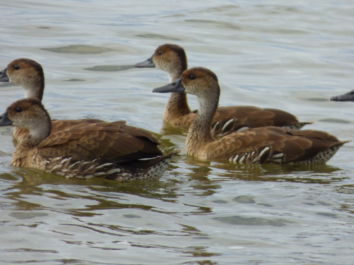 West Indian Whistling-Duck - ML97881321