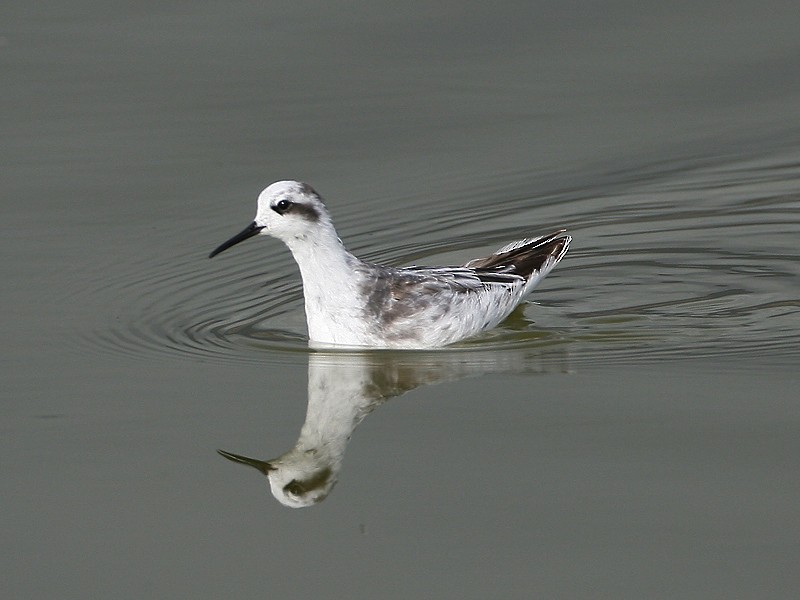Red-necked Phalarope - Michael Walther