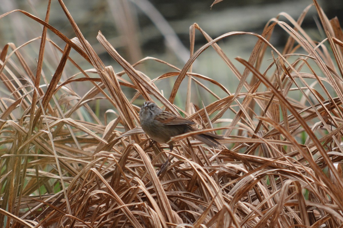 Swamp Sparrow - Rich Hanlon