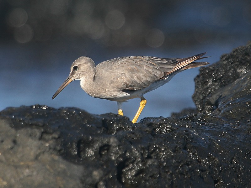 Gray-tailed Tattler - Michael Walther