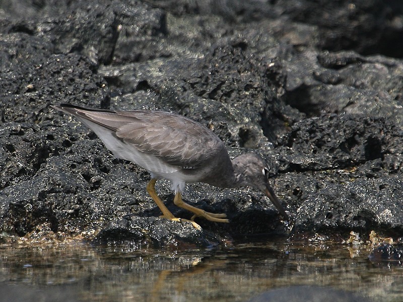 Gray-tailed Tattler - Michael Walther