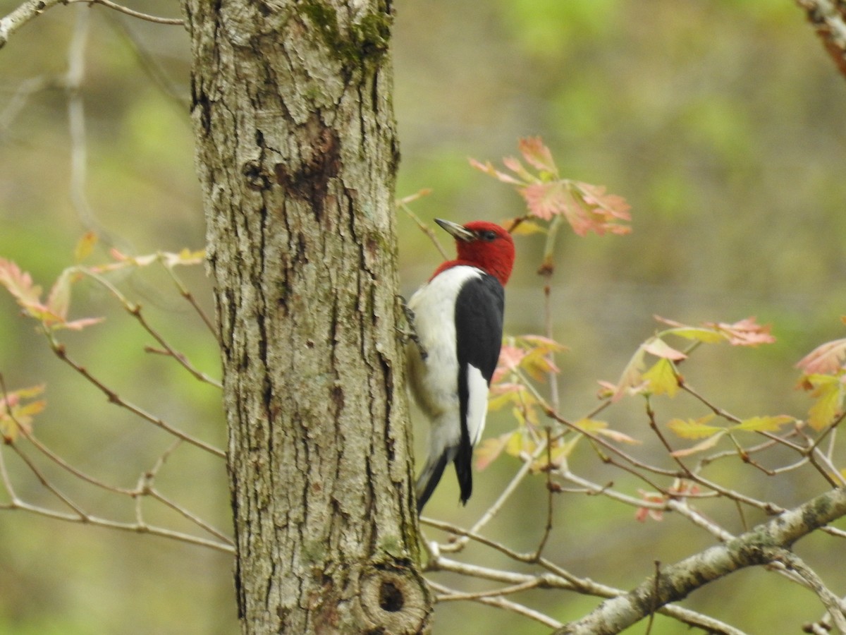 Red-headed Woodpecker - ML97884711