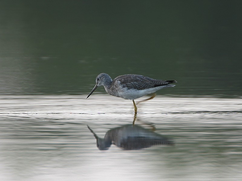 Greater Yellowlegs - Michael Walther
