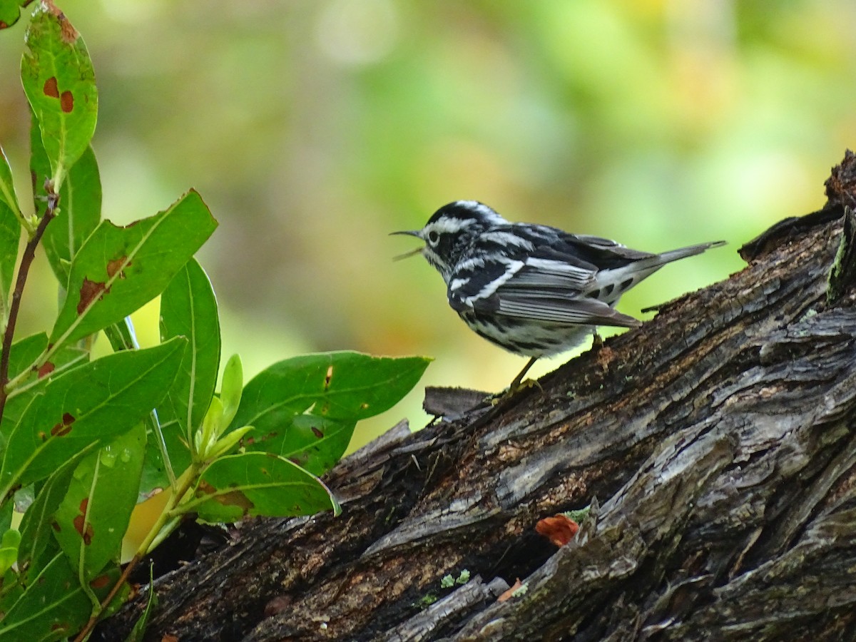 Black-and-white Warbler - Mike Scott