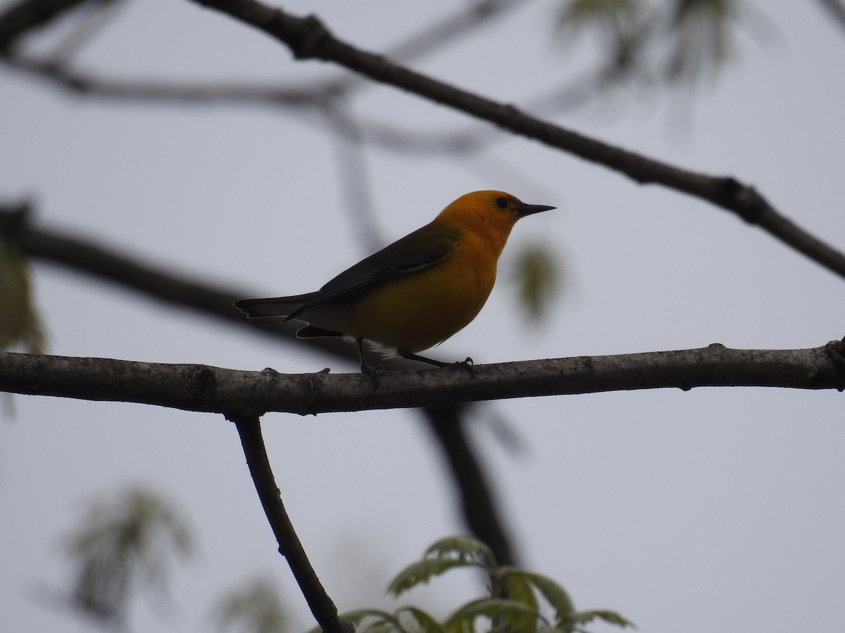 Prothonotary Warbler - ML97885681