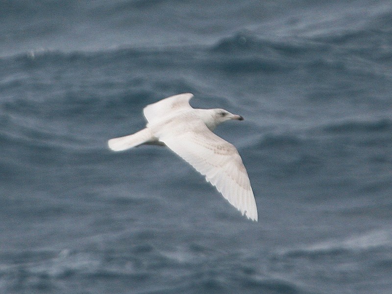 Glaucous Gull - Michael Walther