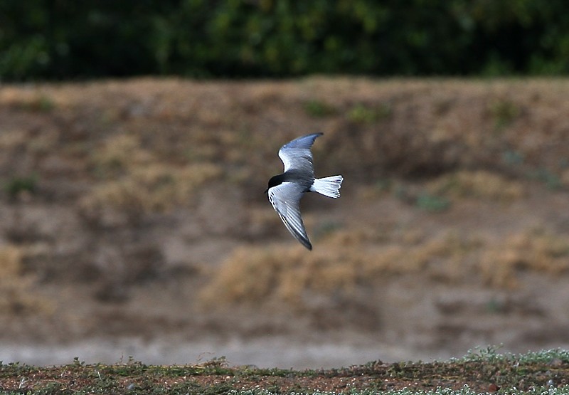White-winged Tern - ML97887921