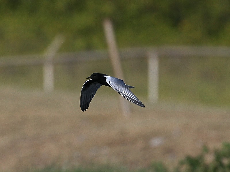 White-winged Tern - ML97887941