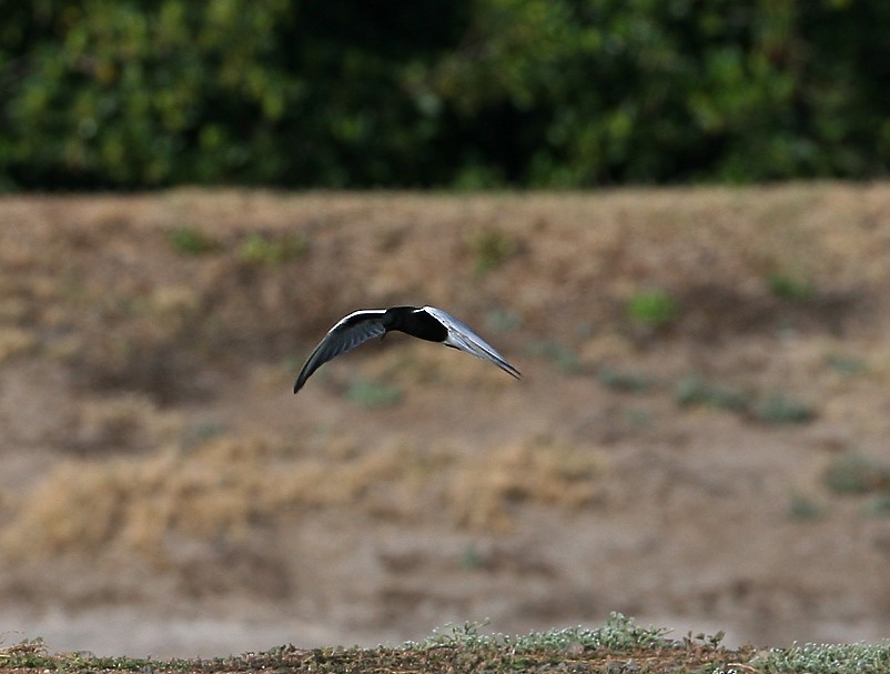 White-winged Tern - ML97887951