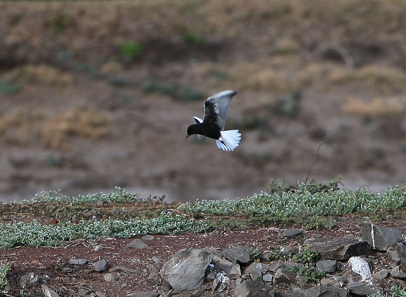 White-winged Tern - ML97887991