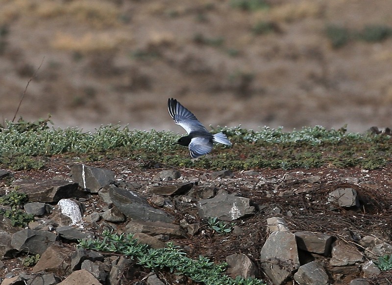 White-winged Tern - ML97888001