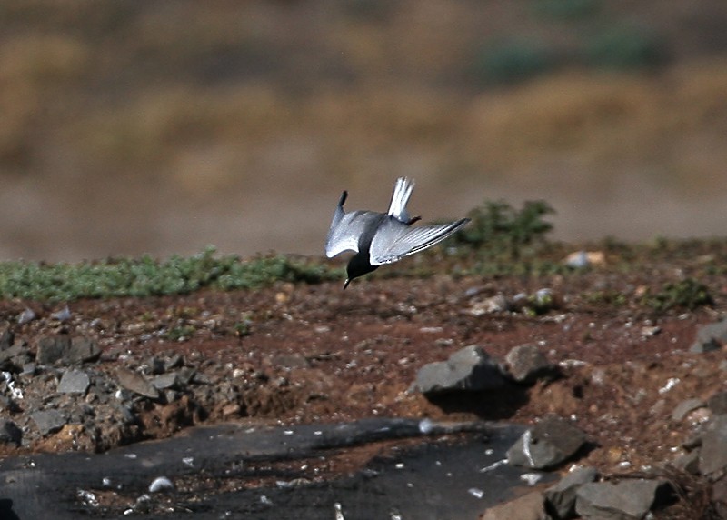 White-winged Tern - ML97888431