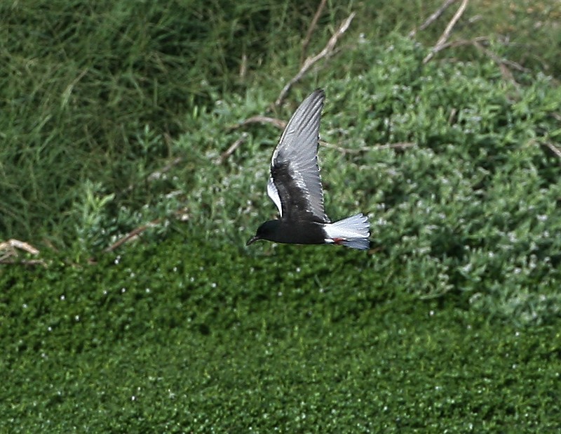 White-winged Tern - ML97888461