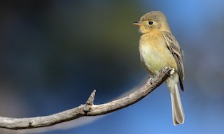  - Buff-breasted Flycatcher