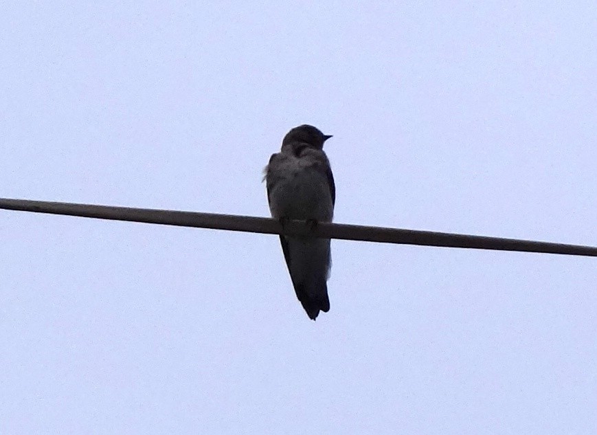 Northern Rough-winged Swallow - ML97897081