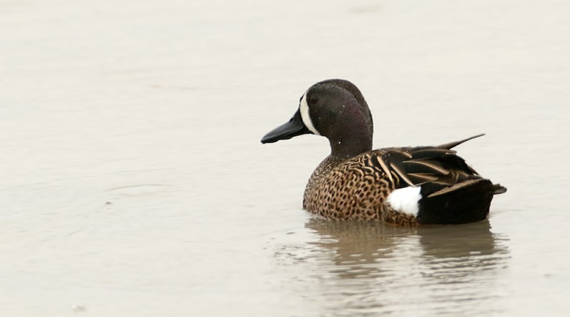 Blue-winged Teal - ML97897141