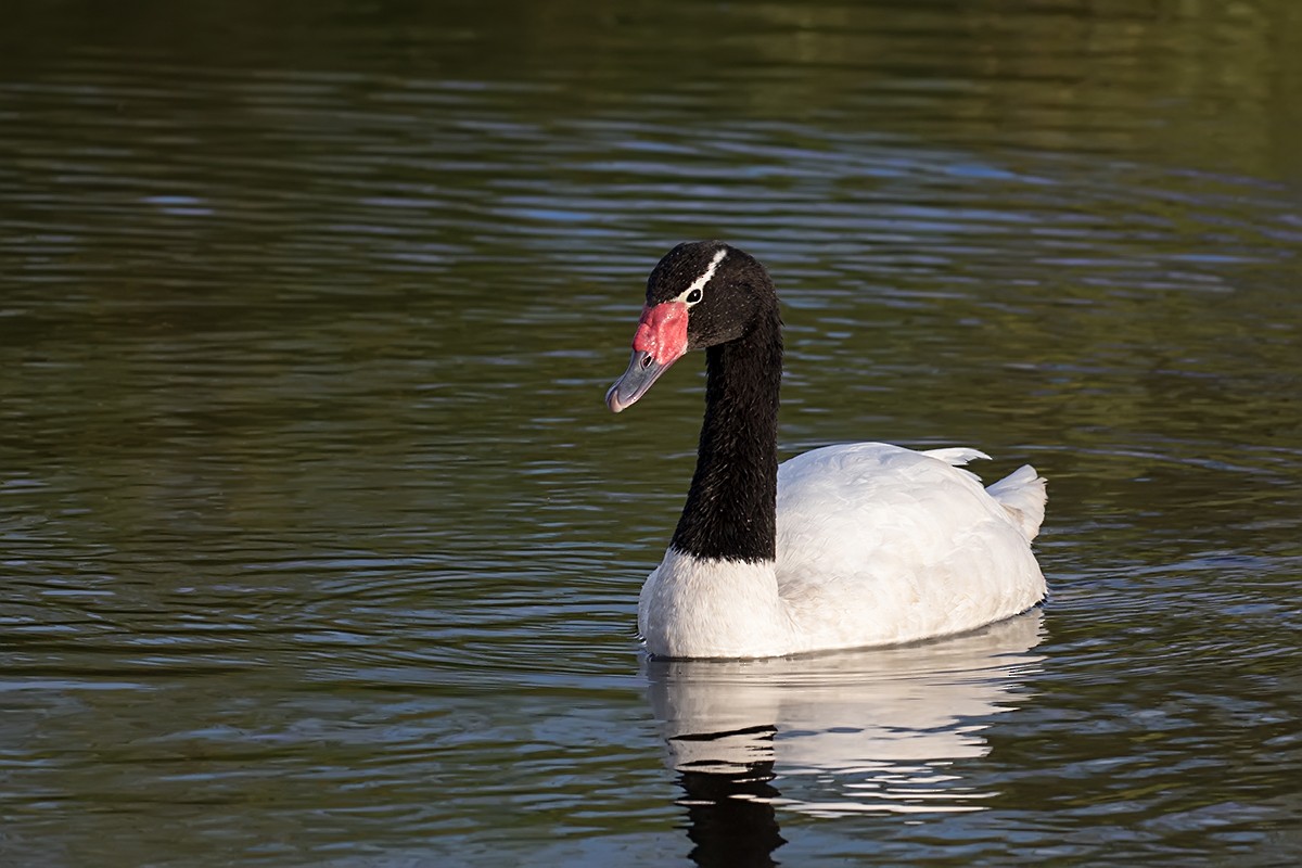 Black-necked Swan - Alexandre Gualhanone