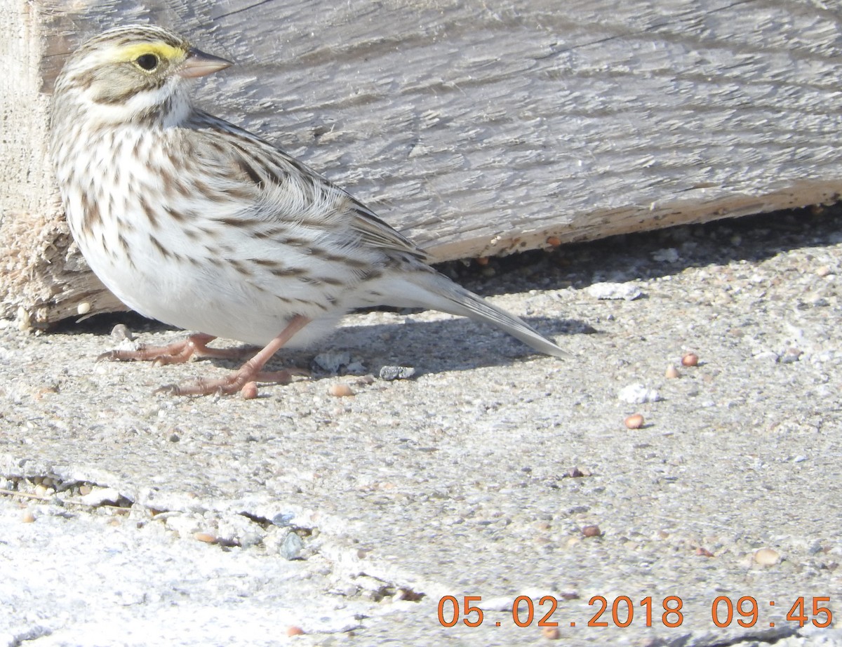 Savannah Sparrow (Ipswich) - ML97900561