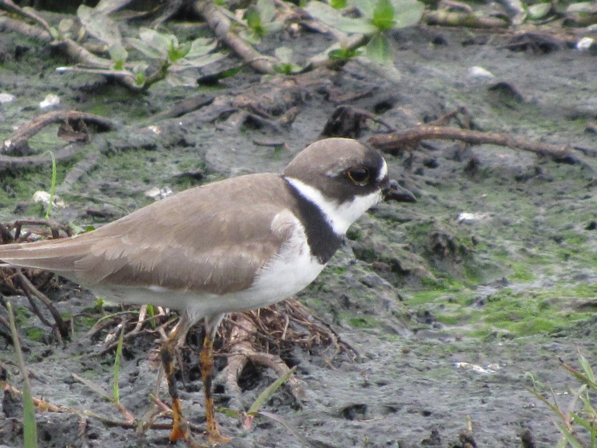 Semipalmated Plover - ML97903271