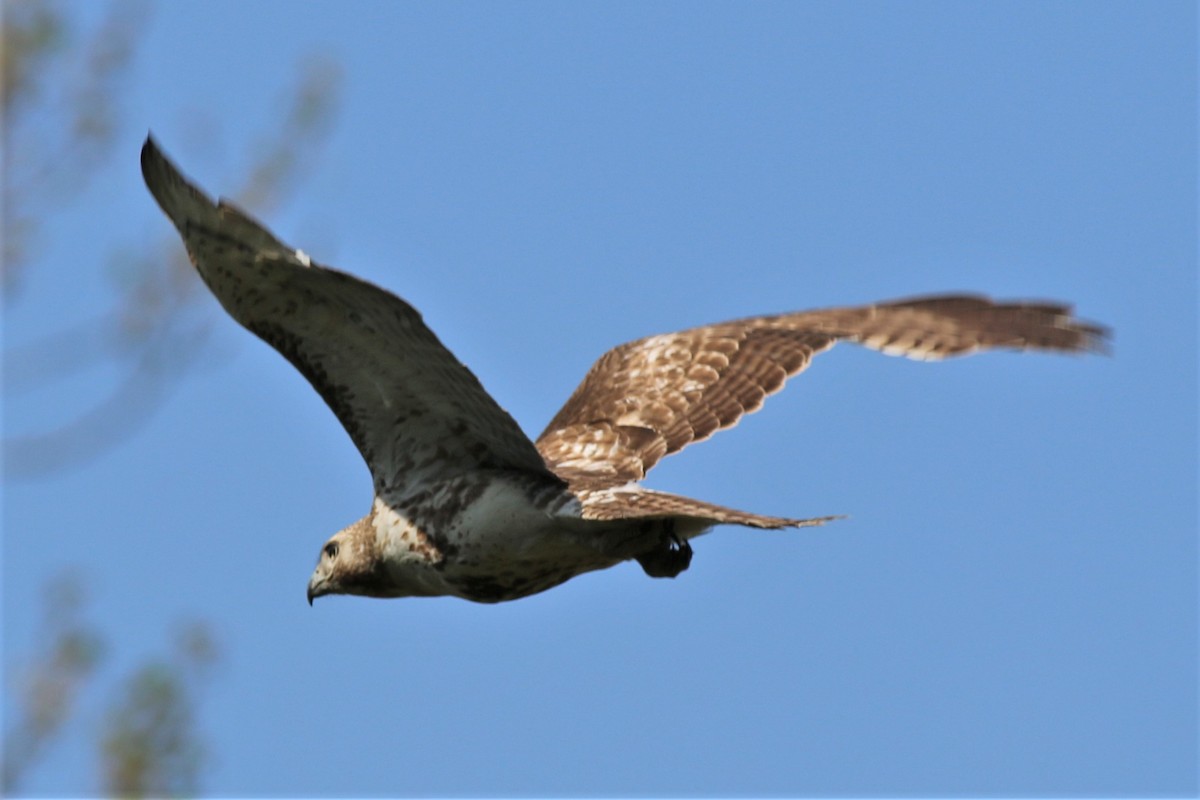 eBird Checklist - 3 May 2018 - Nanticoke Wildlife Area--Big Field - 26 ...